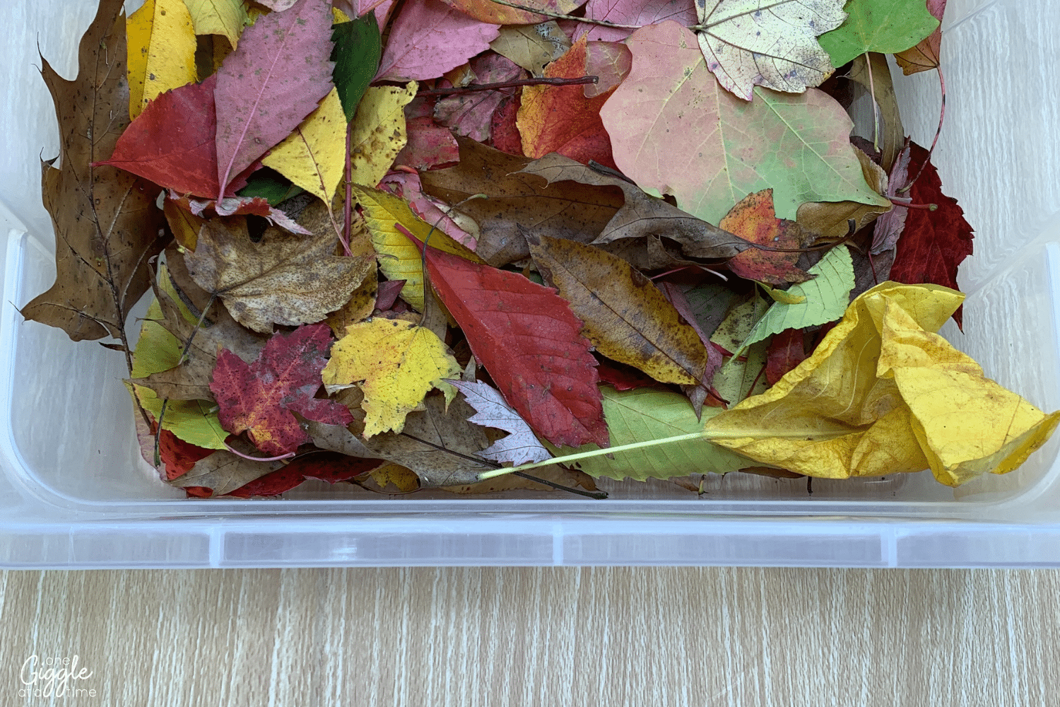 10 Favorite Fall Read Alouds & Engaging Leaf Activities For Your ...